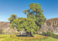探秘陕西5株千年古树｜Visit 5 millennium-old trees i